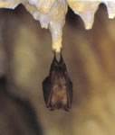 Fledermaus Rhinolophus