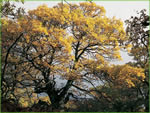 herbstlicher Kastanienwald