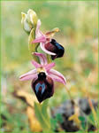 Ophrys ferrum-equinum