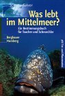 Was lebt im Mittelmeer?